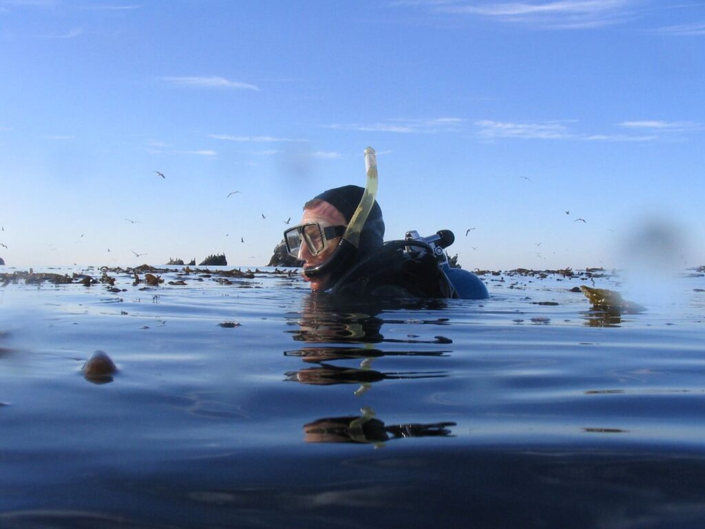diver swimming through a kelp forest