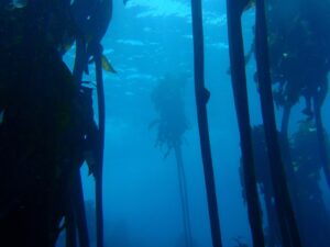 diver observing tall kelp fronds rising through clear ocean water
